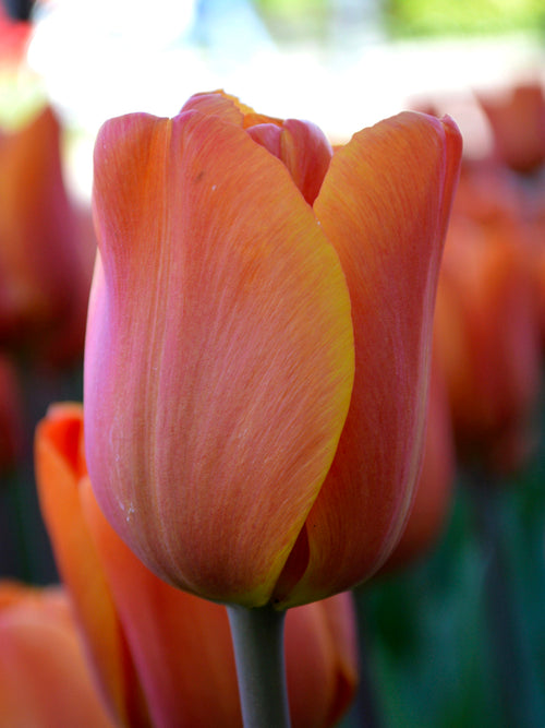 Triumph-Tulpe Kings Orange kaufen