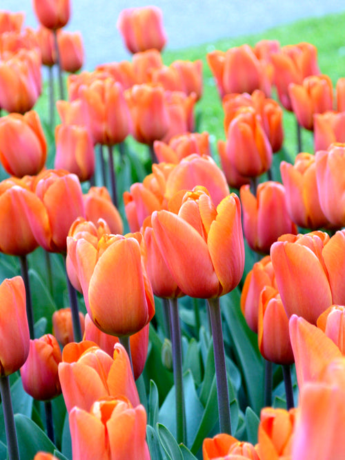 Triumph-Tulpe Kings Orange | Tulpen kaufen