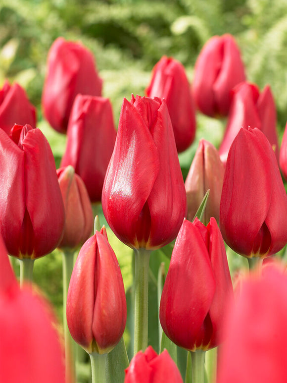 Französische Tulpen „Kingsblood“ rot bestellen