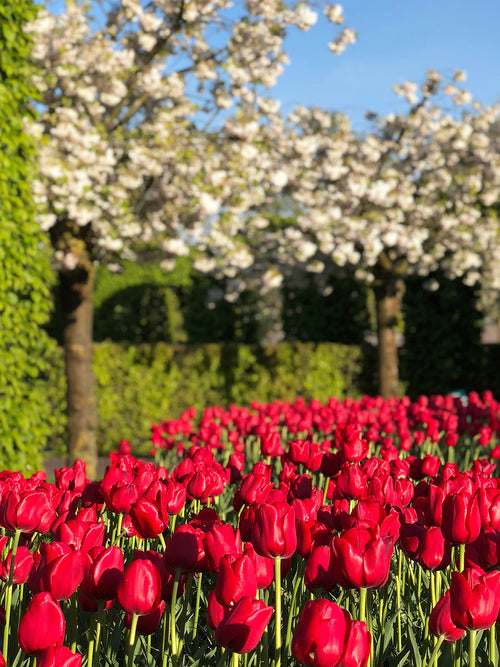 Französische Tulpen „Kingsblood“ rot kaufen
