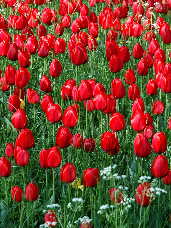 Französische Tulpen „Kingsblood“ rot kaufen