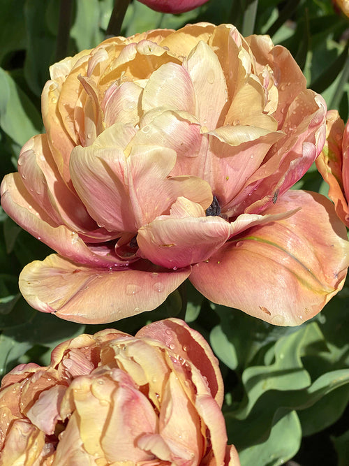 La Belle Epoque Tulpenzwiebeln