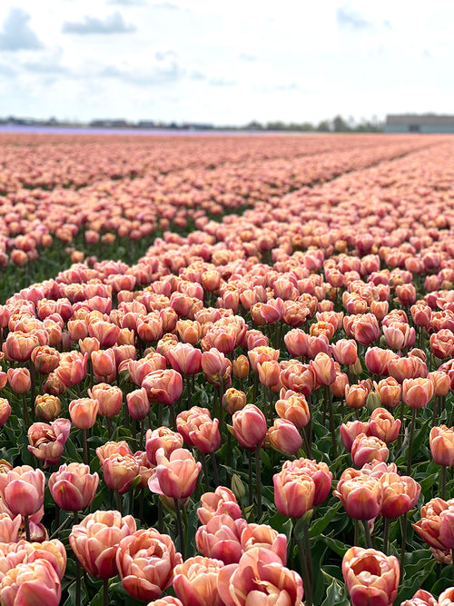 Gefüllte frühe Tulpe 'La Belle Epoque'