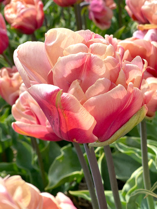 Gefüllte frühe Tulpe 'La Belle Epoque' kaufen