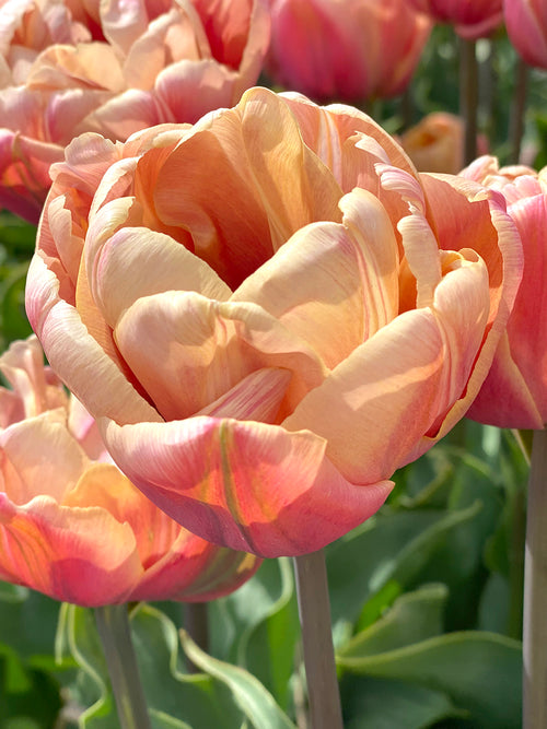 La Belle Epoque Blumenzwiebeln