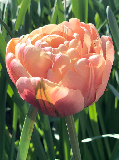 La Belle Epoque Tulpenzwiebeln