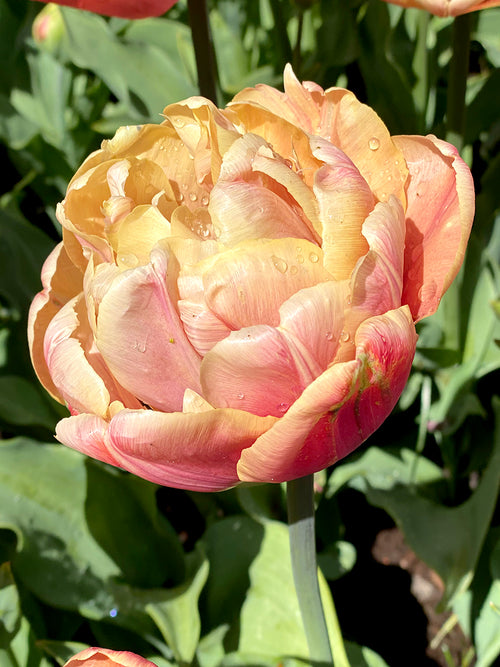 La Belle Epoque Tulpenzwiebeln
