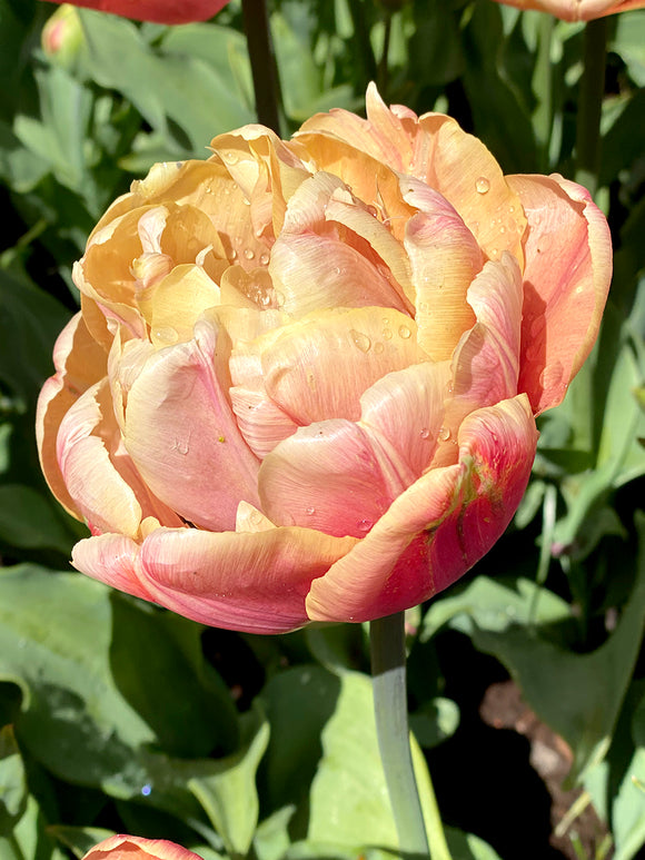 La Belle Epoque Tulpenzwiebeln