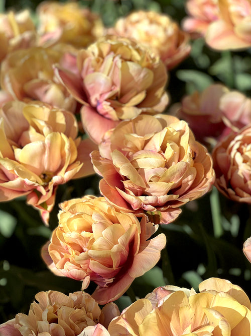 La Belle Epoque Tulpenzwiebeln
