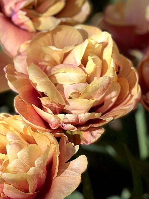 La Belle Epoque Tulpenzwiebeln