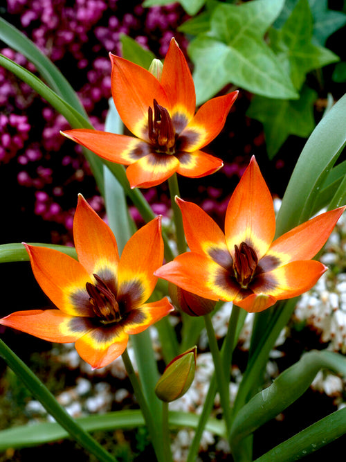 Wildtulpe der Sorte Little Princess