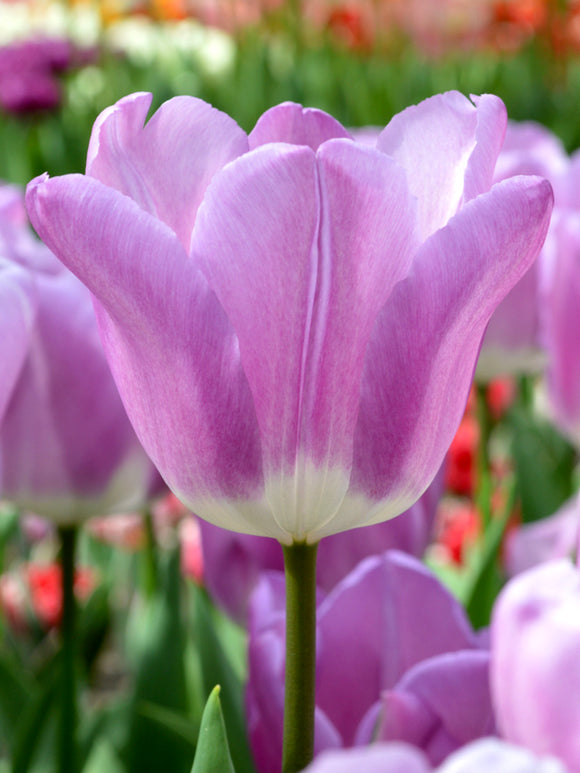 Triumph-Tulpe Magic Lavender | Tulpen kaufen