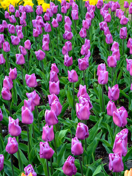 Triumph-Tulpe Magic Lavender bestellen
