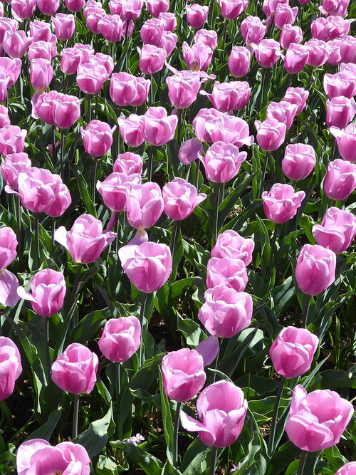 Triumph-Tulpe Magic Lavender bestellen