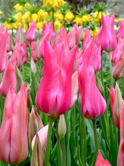 Lilienblütige Tulpen Mariette | Tulpenzwiebeln kaufen
