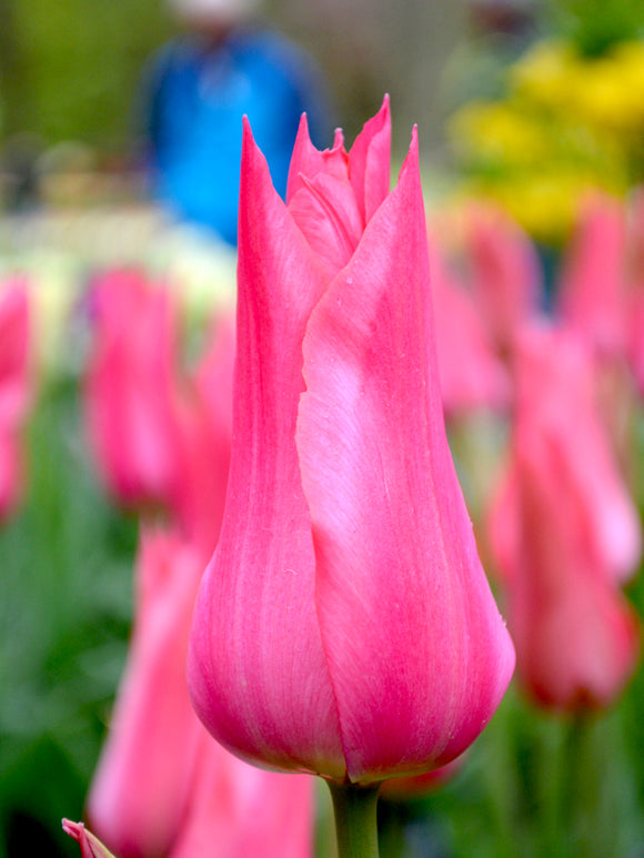 Lilienblütige Tulpen Mariette