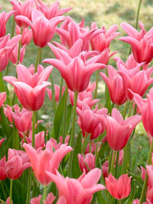 Lilienblütige Tulpen Mariette | Tulpenzwiebeln kaufen