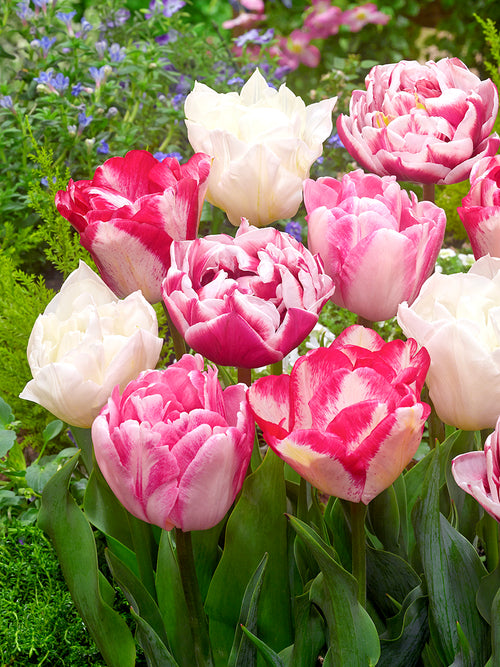 Duftenden gefüllten Tulpen in zauberhaften Rosa- und Weißtönen
