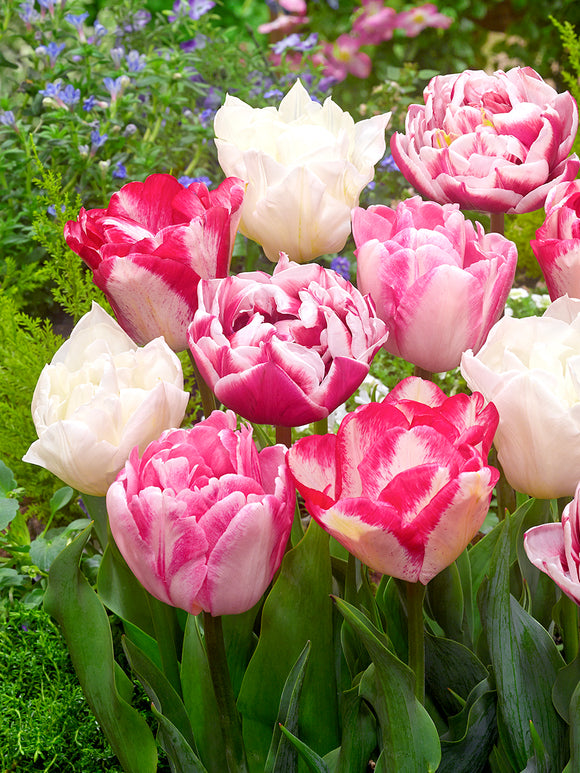 Duftenden gefüllten Tulpen in zauberhaften Rosa- und Weißtönen