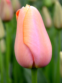 Tulpe Menton