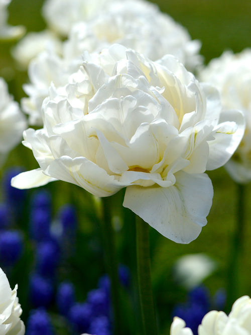 Tulpenzwiebeln Mondial Weiß - Blumenzwiebeln