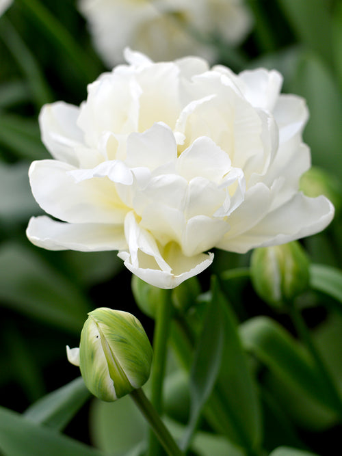Tulpenzwiebeln Mondial Weiß - Blumenzwiebeln kaufen