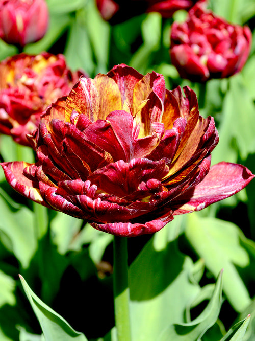Tulpe Nachtwacht kaufen
