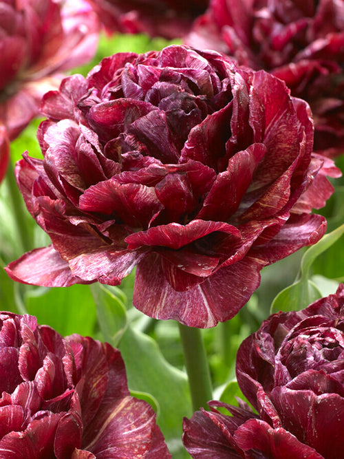Tulpen Blumenzwiebeln Nachtwacht kaufen