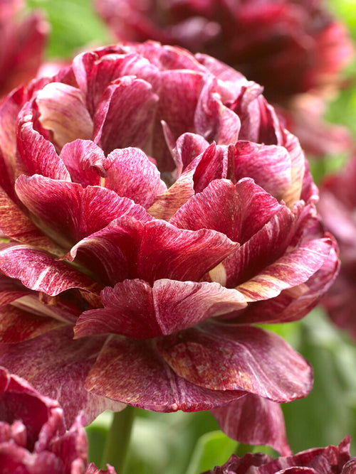 Tulpen Blumenzwiebeln Nachtwacht kaufen