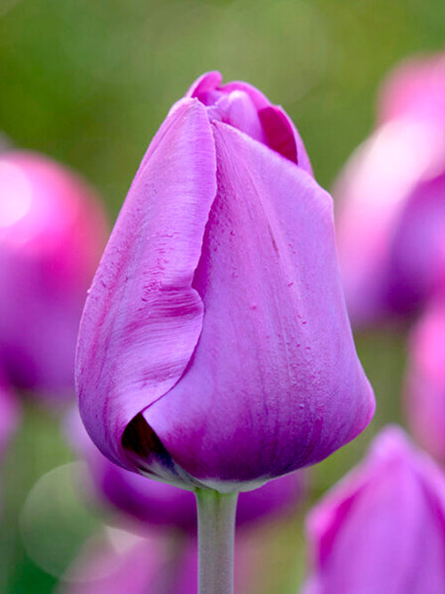 Tulipa 'Negrita' - Triumph-Tulpe