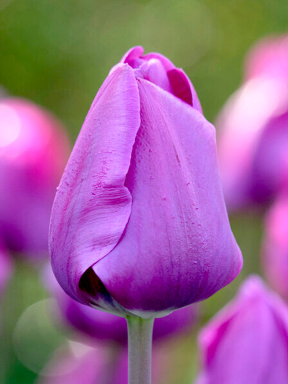 Tulipa 'Negrita' - Triumph-Tulpe