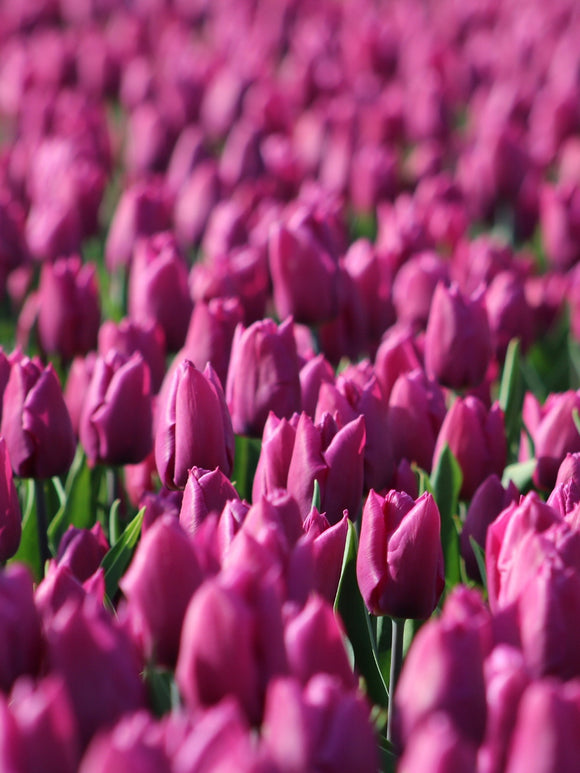 Tulpe Negrita blumenzwiebeln kaufen