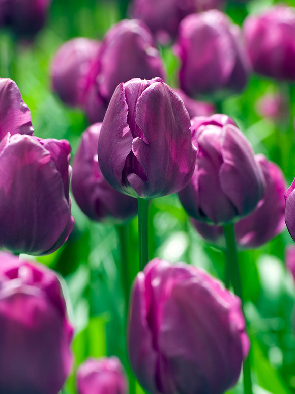 Tulpenzwiebeln Negrita kaufen