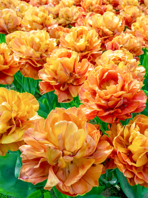Orange Tulpen bestellen - Blumenzwiebeln