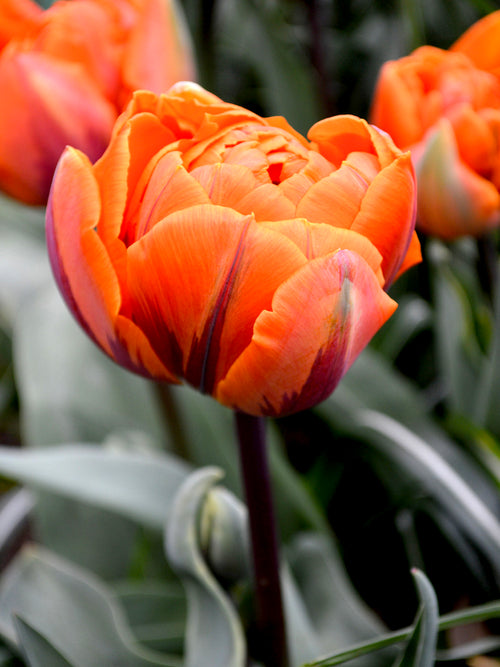 Orangene Tulpen - Tulpen orange - Blumenzwiebeln