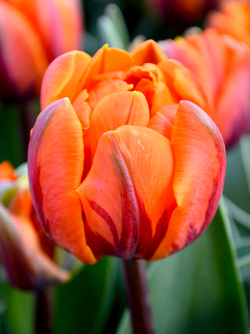 Tulipa 'Orange Princess' - Gefüllte späte Tulpe