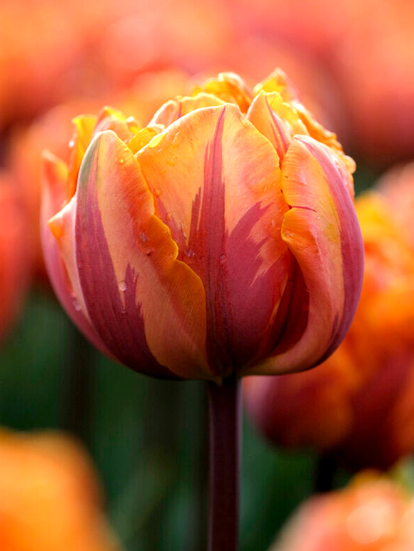 Gefüllte späte Tulpe 'Orange Princess'