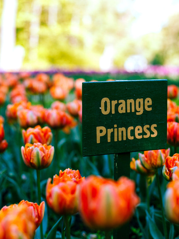 Tulipa 'Orange Princess' - Gefüllte späte Tulpenzwiebeln kaufen