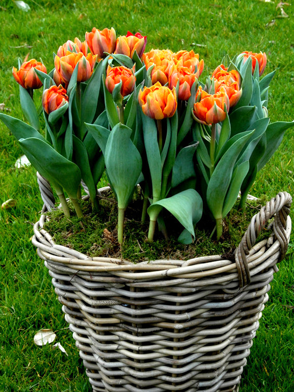 Tulpen Orange Princess bestellen aus Holland