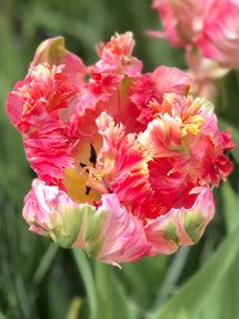 Tulpe Parrot Pink Vision