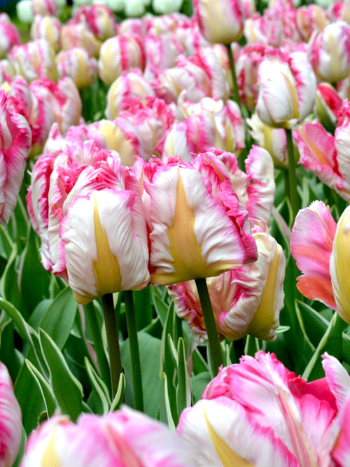 Tulpenzwiebeln Pink Vision bestellen