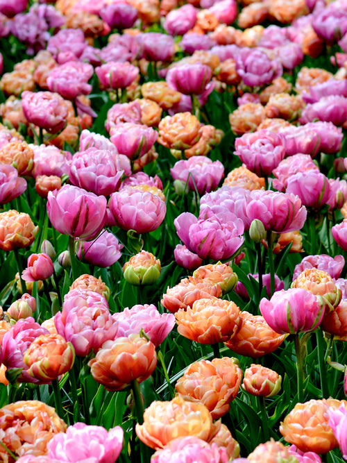 Tulpenkollektion Peony Party