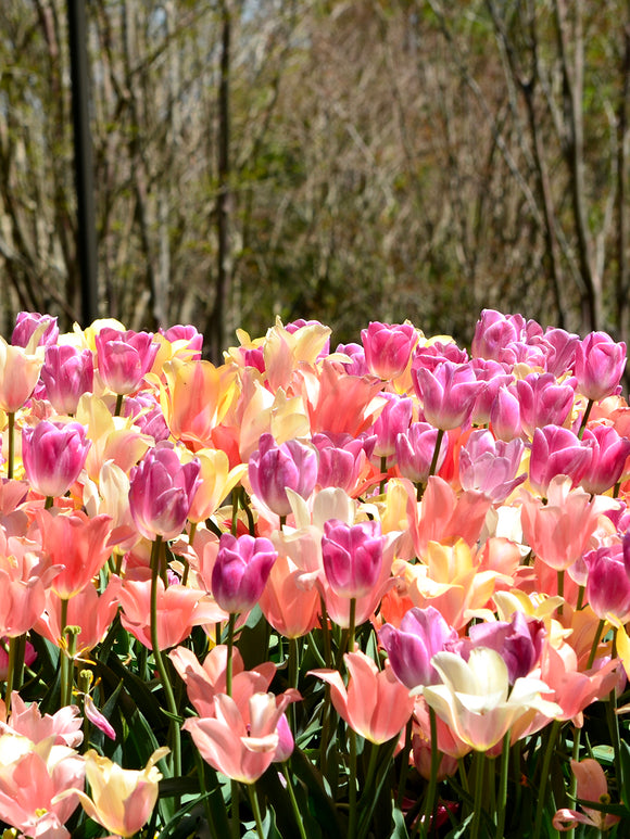 Tulpen Kollektion Perfect Pastel bei DutchGrown