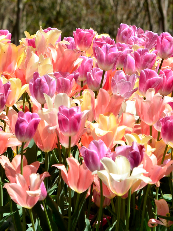 Tulpen Kollektion Perfect Pastel bei DutchGrown