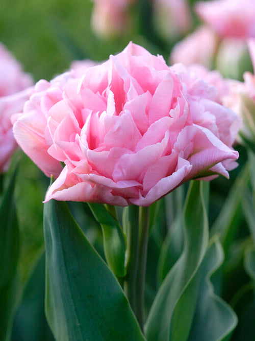 Tulpe Perfect Wedding® Blumenzwiebeln