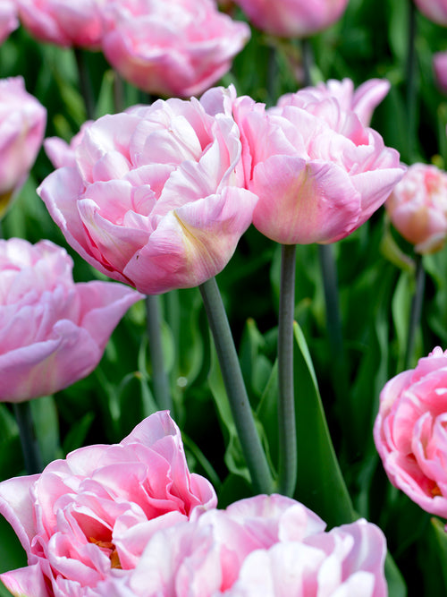 Tulpe Perfect Wedding® Blumenzwiebeln