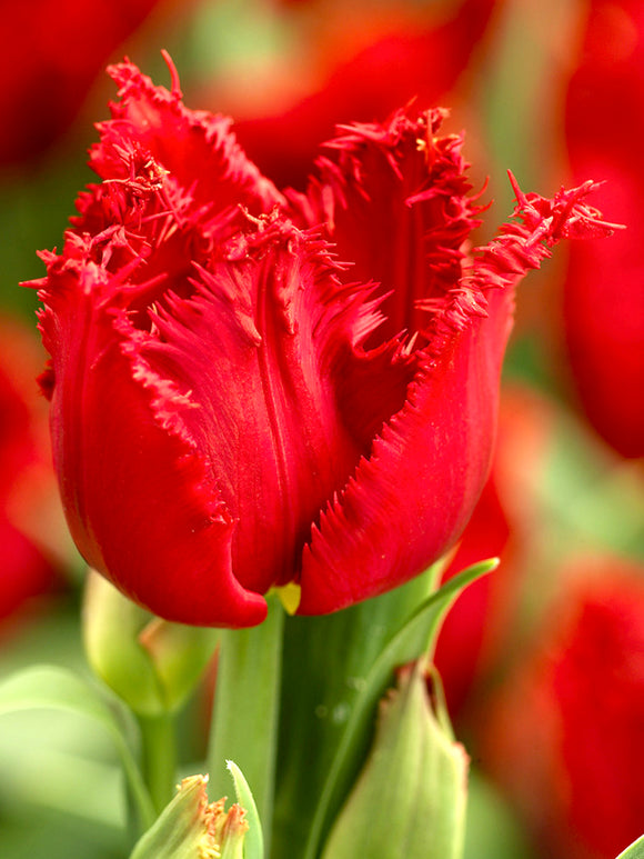 Tulpen aus Holland Tulpe Philly Belle