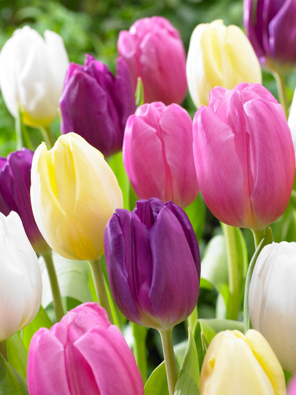 Triumph-Tulpen Pastelltönen bestellen - Blumenzwiebeln