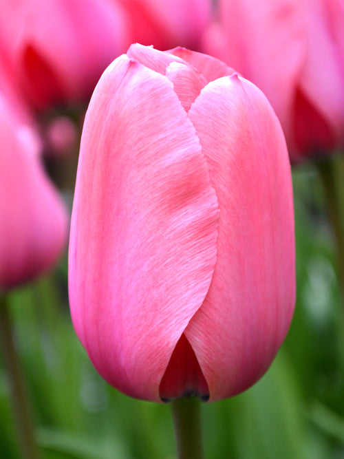 Tulpenzwiebeln Pink Impression Lachsrosa - Blumenzwiebeln