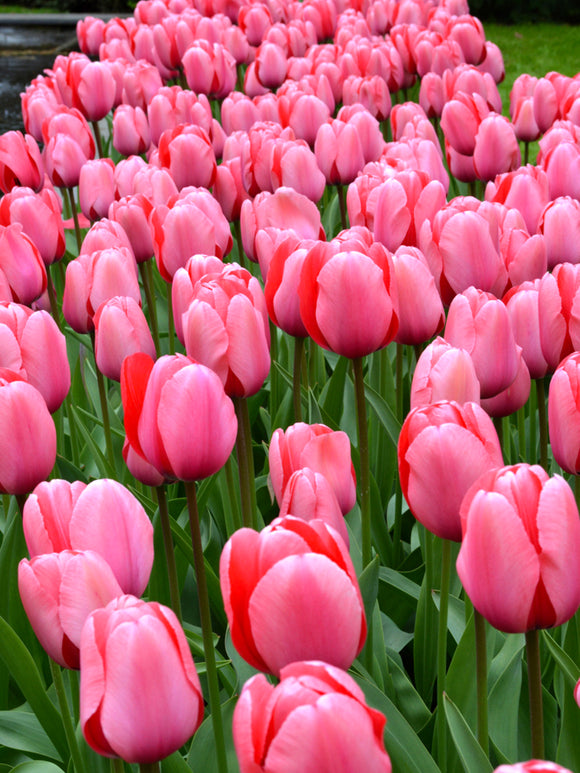 Tulpenzwiebeln Pink Impression Blumenzwiebeln